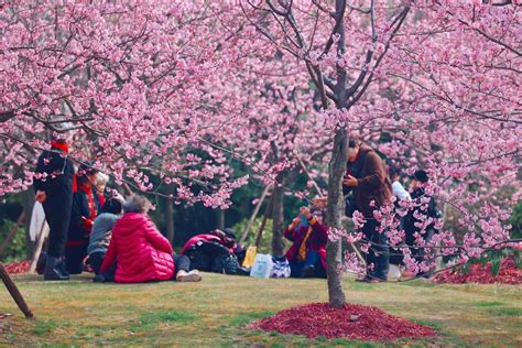 顧村公園如何預定：探索預訂系統的奧秘與公園的無限可能